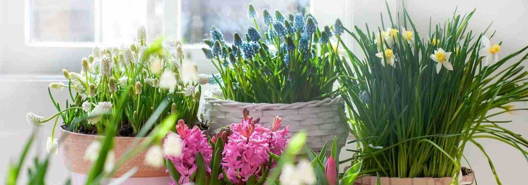 Planter les bulbes de printemps : crocus, perce-neige, tulipe - Gamm vert