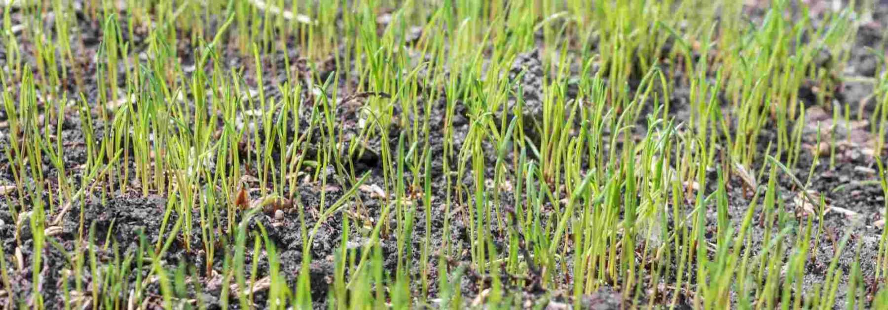 Gazon, pelouse : quand et comment semer ? Promesse de Fleurs