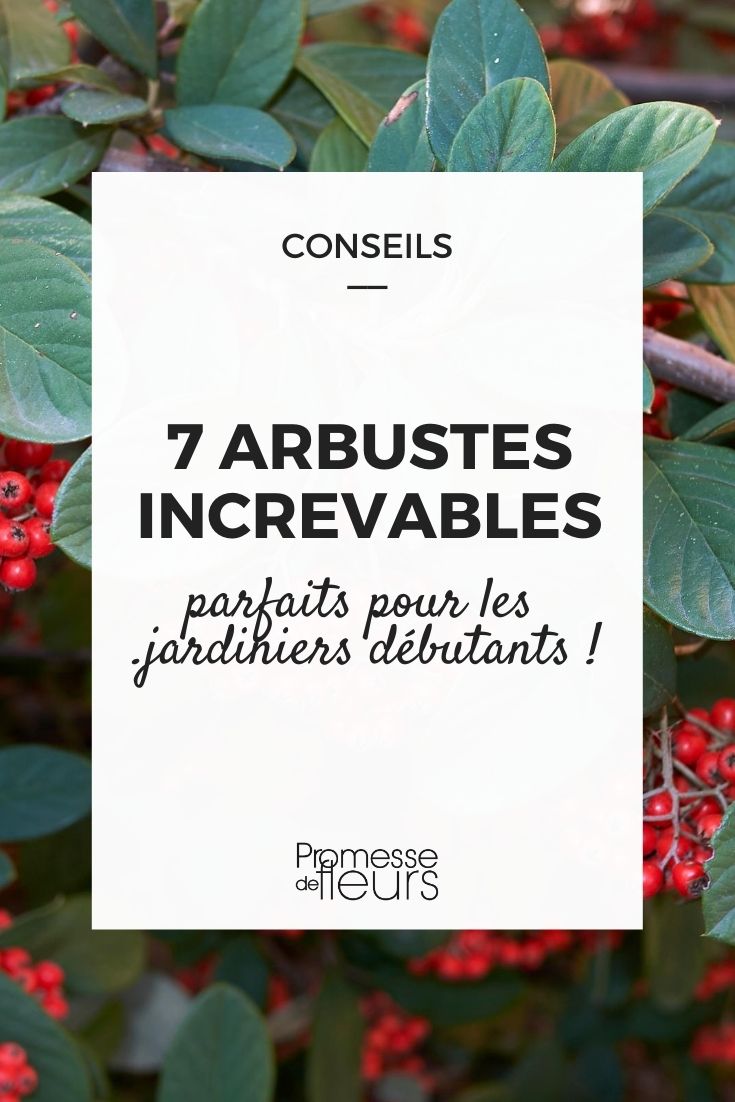 7 arbustes increvables pour débutants