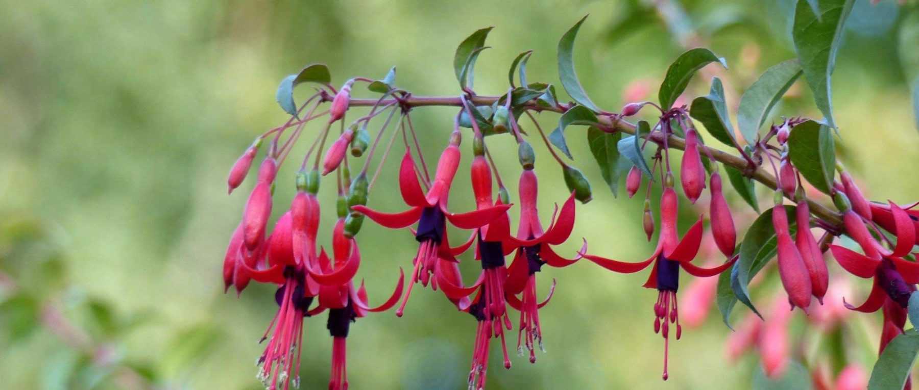 Jardinage facile : comment bouturer vos plantes au jardin et dans la maison