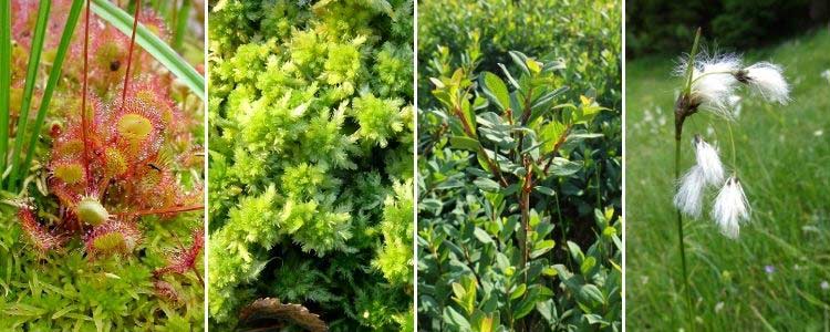 La flore caractéristique des tourbières : plantes carnivores, sphaigne, myrtille, linaigrette...