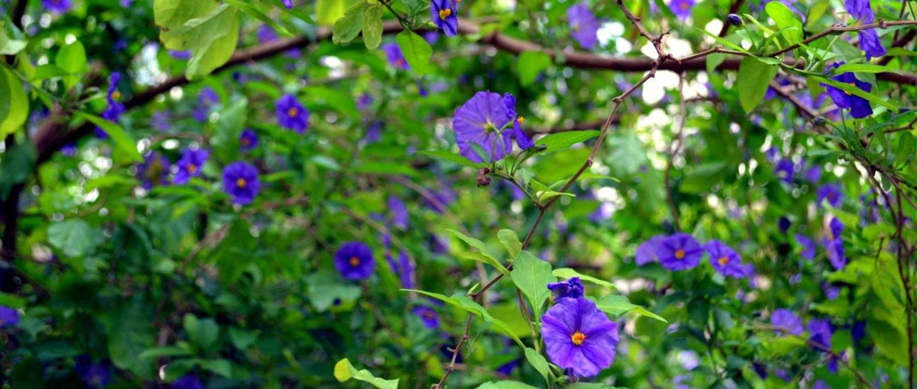 Bouturage : 7 plantes grimpantes faciles à multiplier