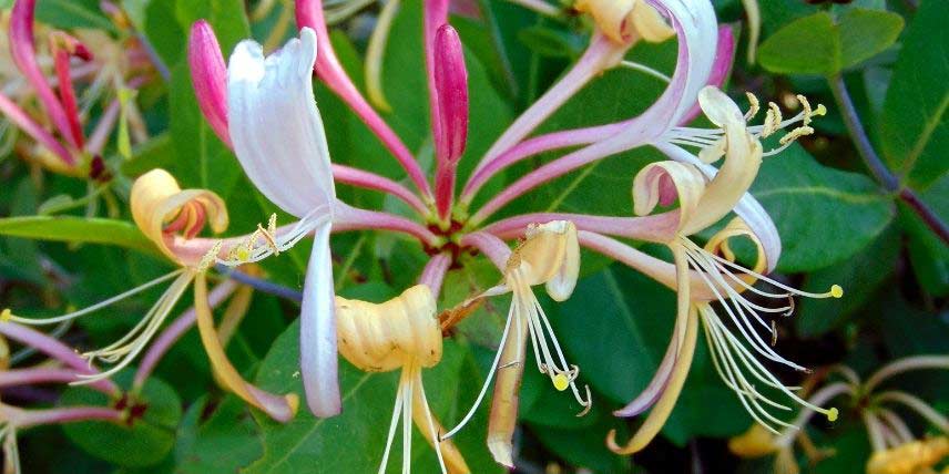 Les fleurs du chèvrefeuille grimpant Lonicera heckrottii