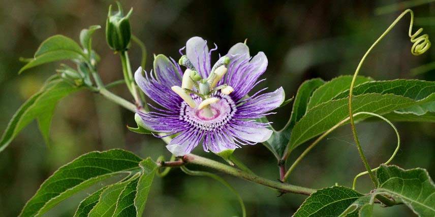 La floraison d'une passiflore