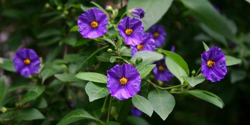 Les fleurs bleu-violet du Solanum rantonetii, ou Arbre à gentiane
