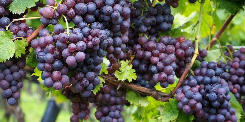 Grappes de raisin sur un plant de vigne