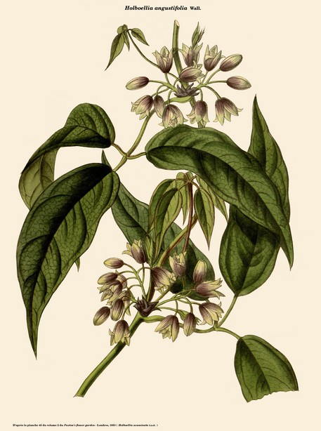 holboelia angustifolia