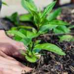 Jardiner sans se faire mal au dos : postures et aménagements au jardin