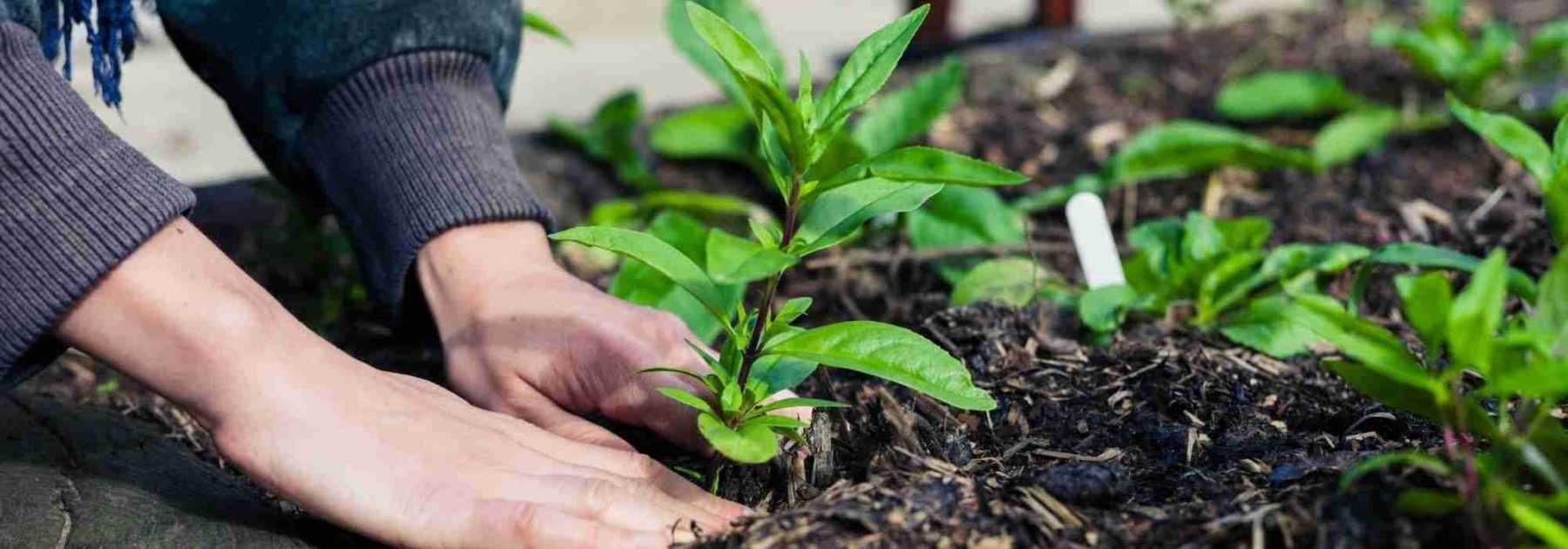 Jardiner sans se faire mal au dos : postures et aménagements au jardin