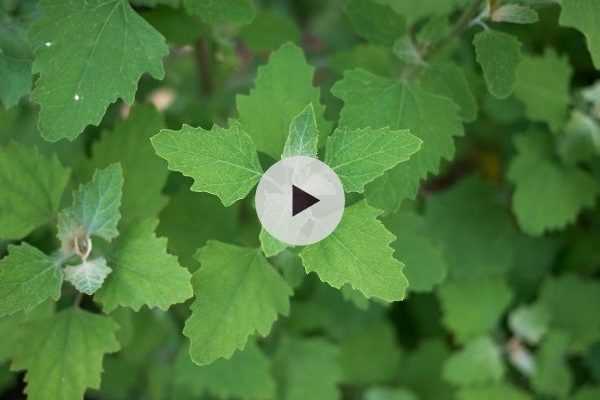 Légumes anciens : l'Arroche et le Chénopode