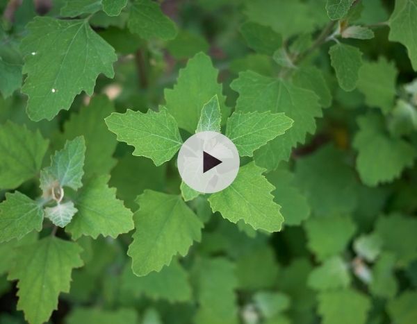 Légumes anciens : l'Arroche et le Chénopode