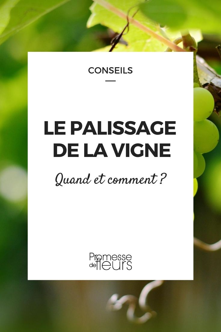 Palissage vigne : tout savoir