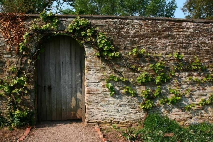 Comment former un arbre fruitier en cordon ?