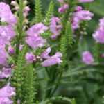 Physostegia : plantation, culture, entretien