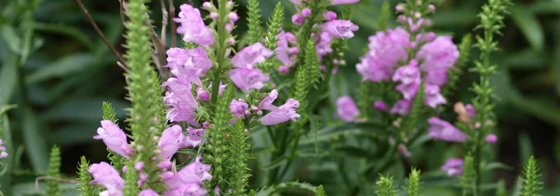 Physostegia : plantation, culture, entretien