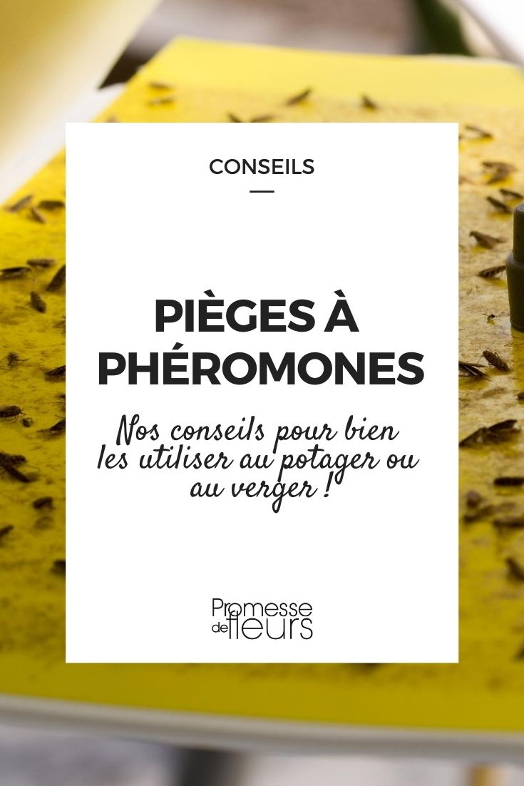 Piège à phéromones