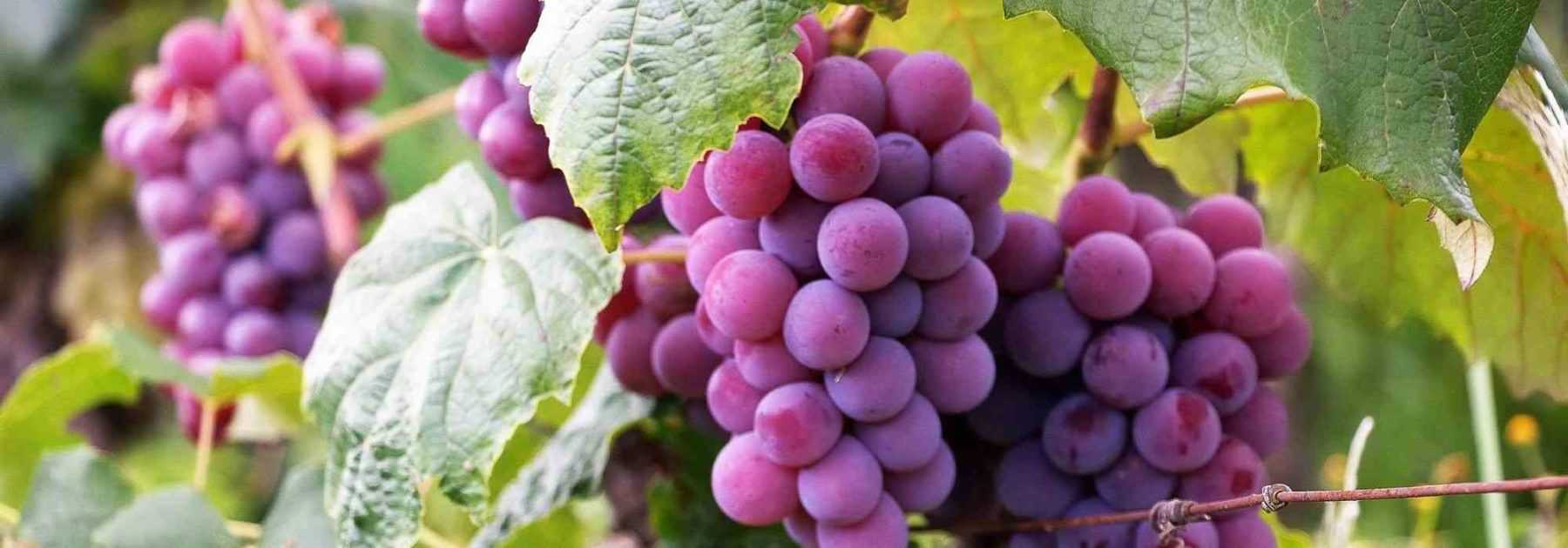 Vigne : 10 variétés rustiques pour le nord de la France