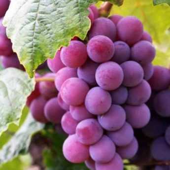 Vigne à raisin : 10 variétés rustiques pour le nord de la France