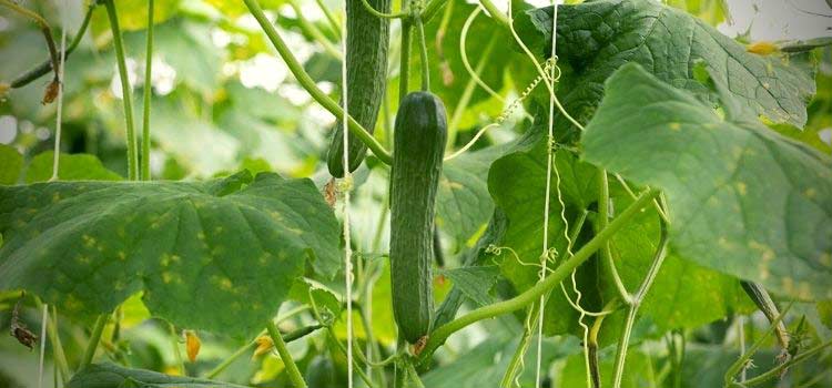 Le concombre, Cucumis sativus