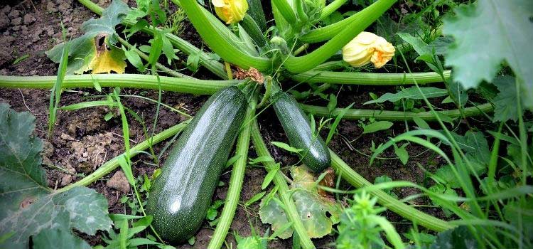 La courgette, Cucurbita pepo