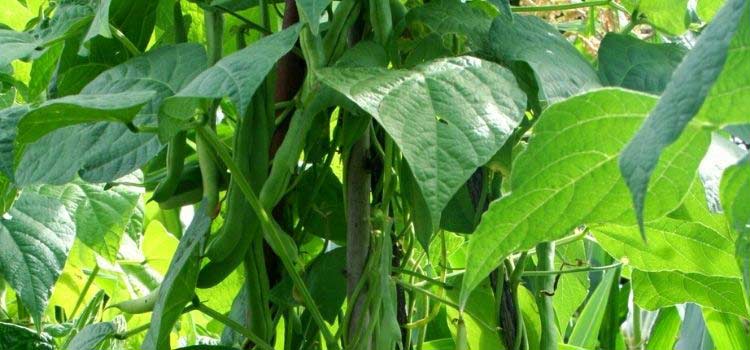 Le haricot, Phaseolus vulgaris