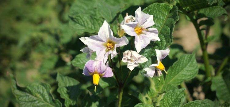 Les fleurs de la pomme de terre, Solanum tuberosum