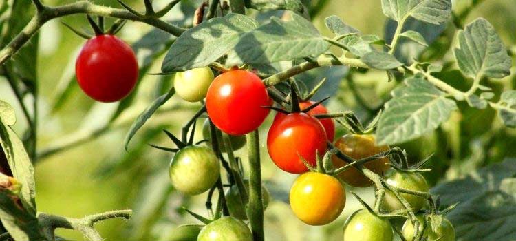 Grappes de tomates-cerises, Solanum lycopersicum 