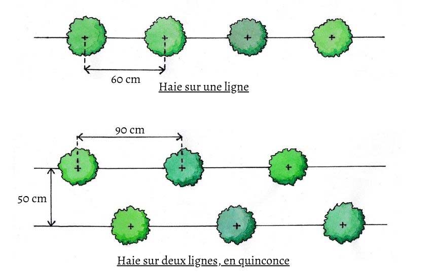 comment planter haie