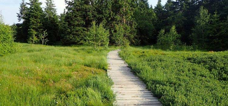 La tourbière du Chitelet, à Xonrupt-Longemer dans les Vosges