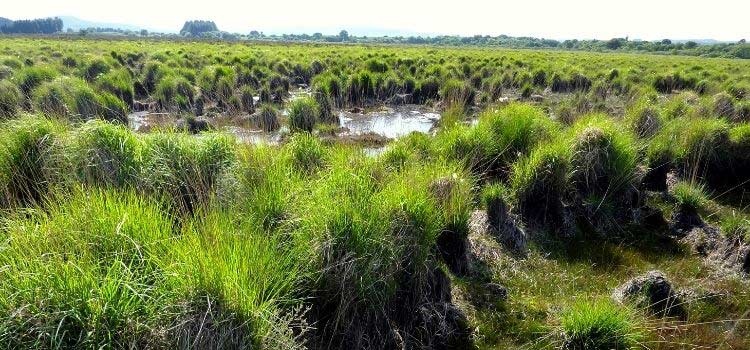 La tourbière du Vénec, dans le Finistère, classée en Réserve naturelle nationale