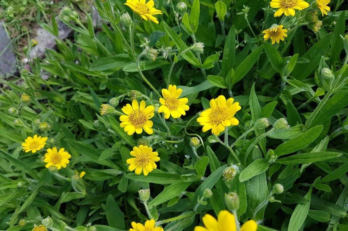 Plant d'Arnica rhizomateuse - Pépinière des Carlines