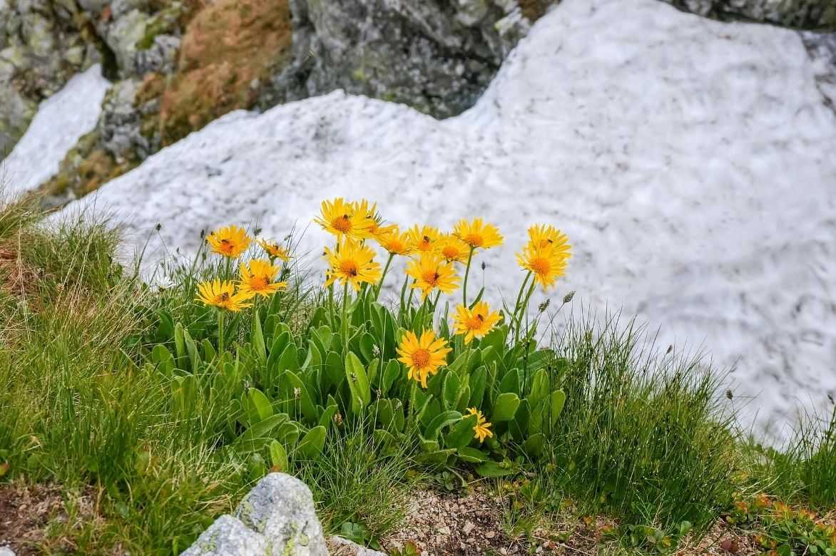 Fleurs d'arnica