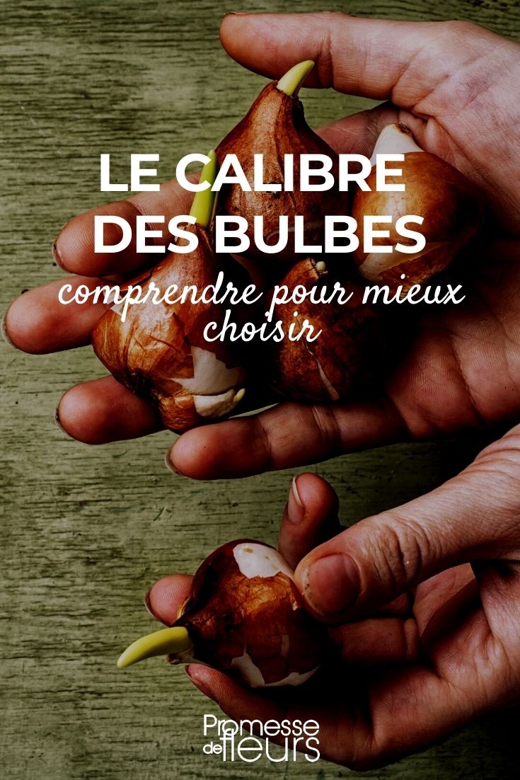 Le calibre des bulbes