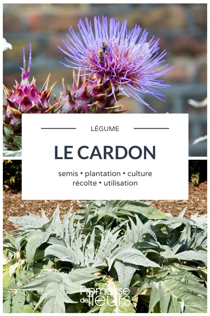 Cardon : tout savoir