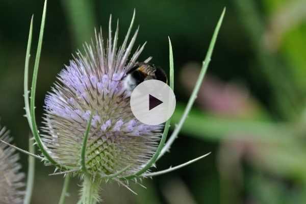 La cardère sauvage ou Cabaret des oiseaux : faisons-lui une place !