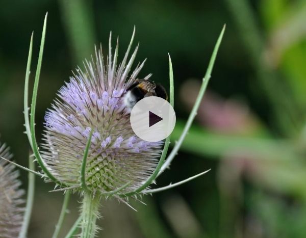 La cardère sauvage ou Cabaret des oiseaux : faisons-lui une place !