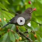 Comment éloigner les oiseaux de vos fruitiers ?