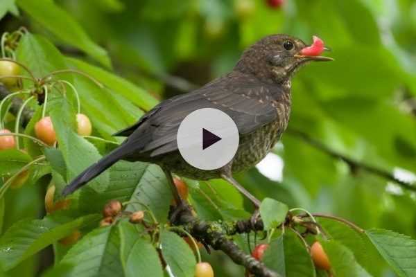 Comment éloigner les oiseaux de vos fruitiers ?