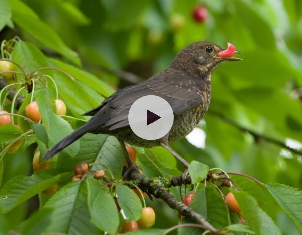 Comment éloigner les oiseaux de vos fruitiers ?