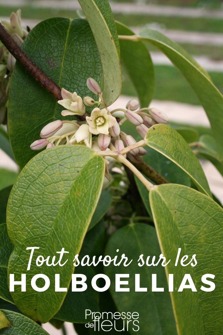 holboellia, goulfa tout savoir