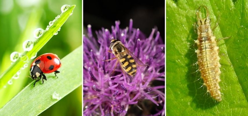 Insectes auxiliaires du jardin