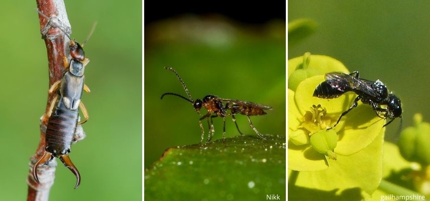 Insectes auxiliaires du jardin