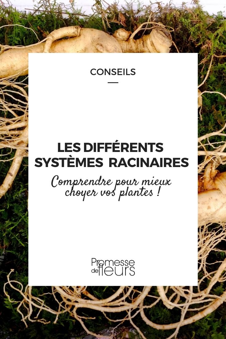 Les racines des plantes