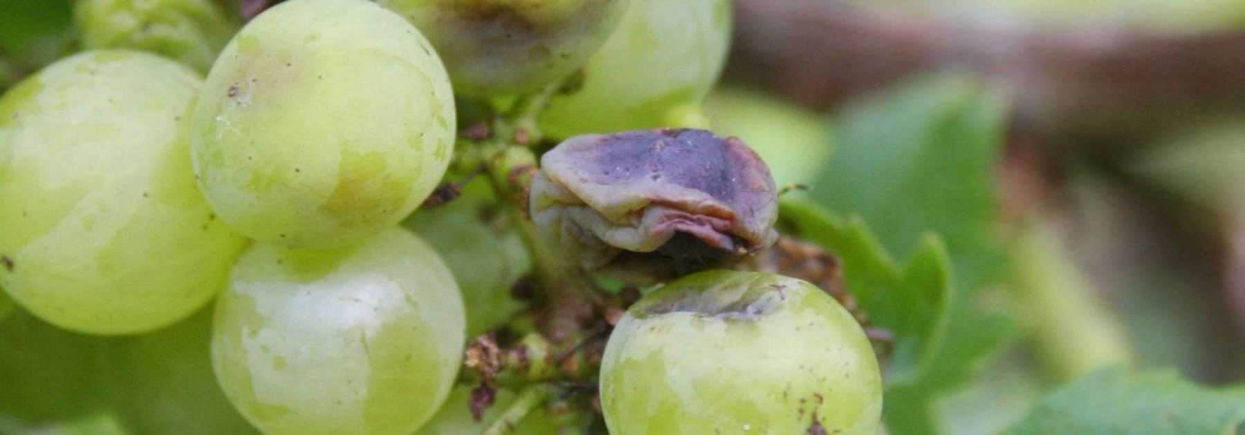 Les maladies de la vigne