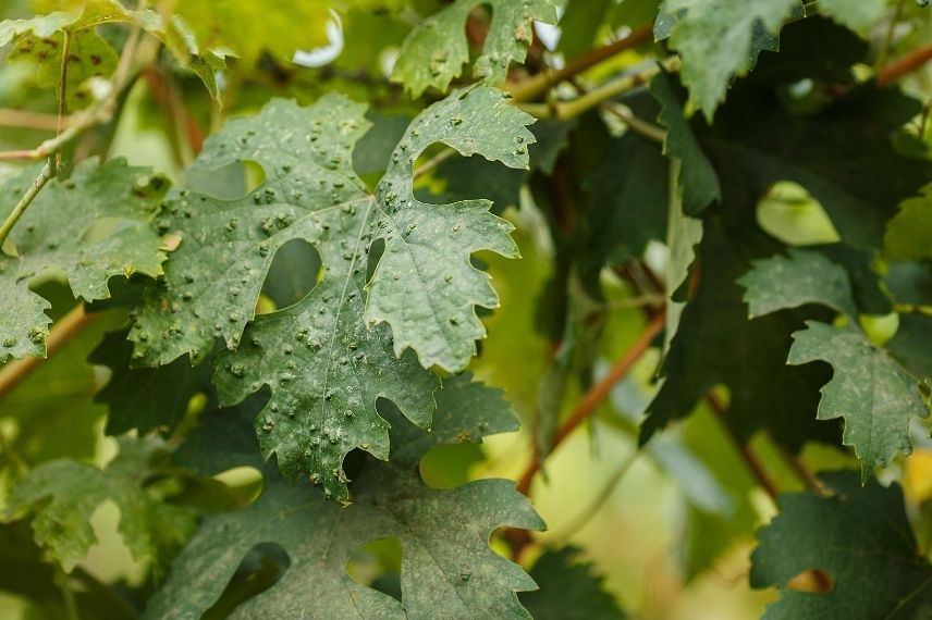 Erinose ou cloque de la vigne