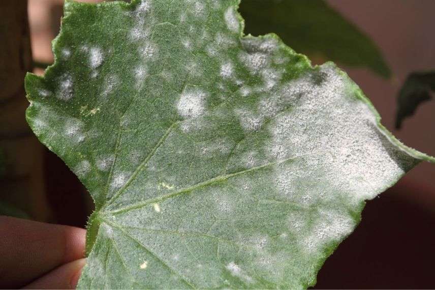Oidium de la vigne