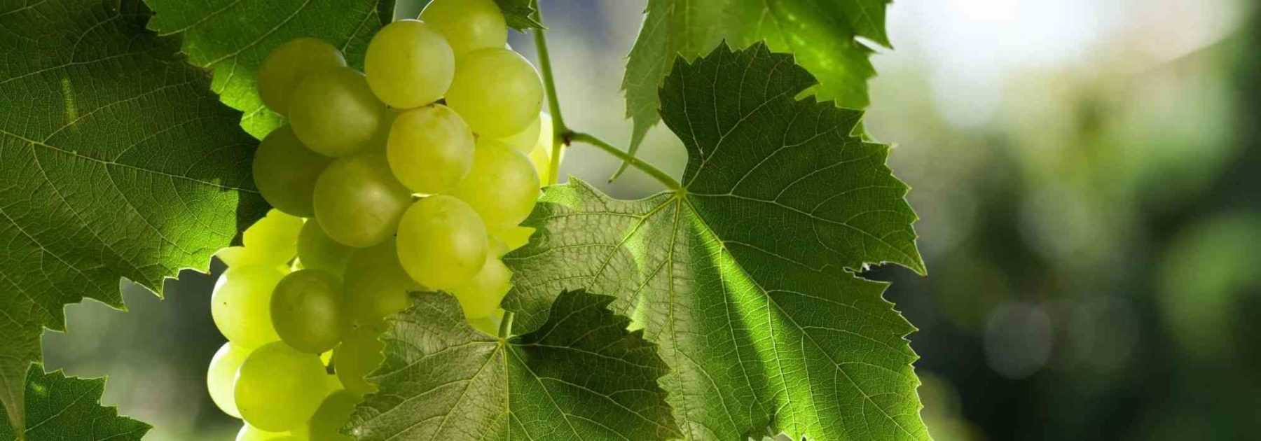 Le palissage de la vigne contre un mur