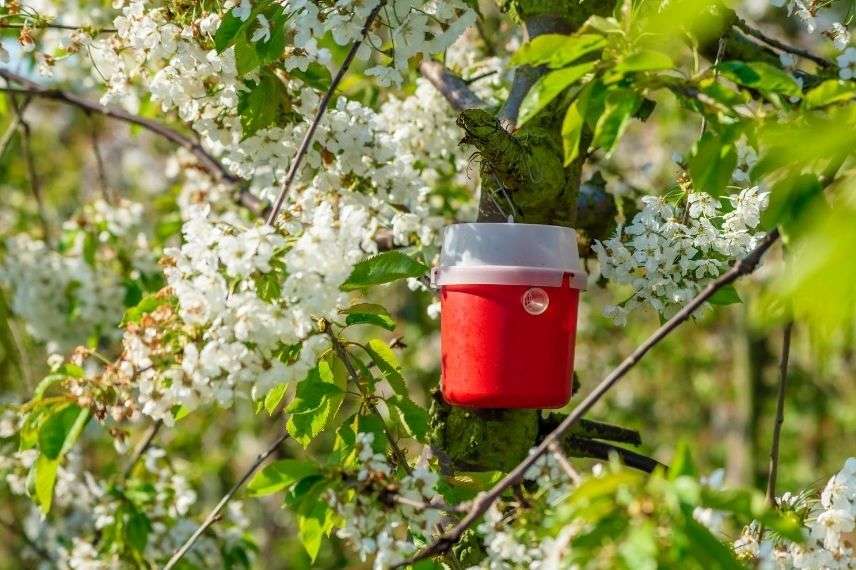 piège à phéronomes pour le verger