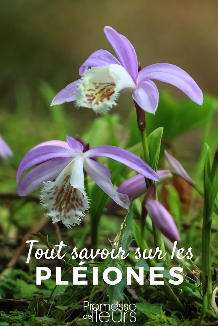 orchidée de jardin, pleione-tout savoir