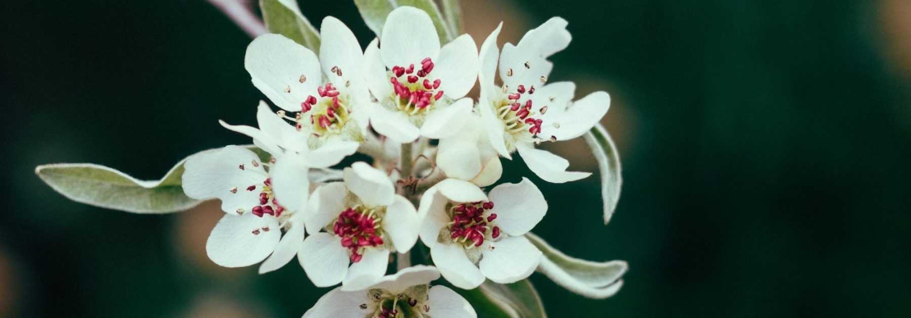 Poirier à fleurs, poirier d'ornement : plantation, culture, entretien